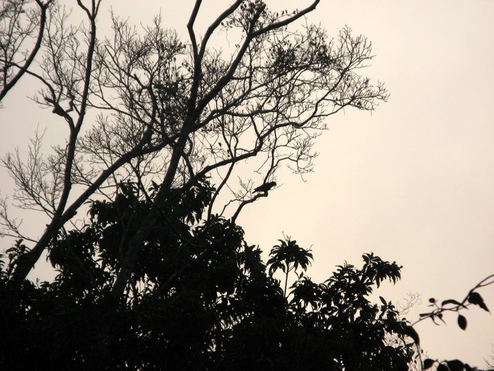 0704 calakmul 03.jpg